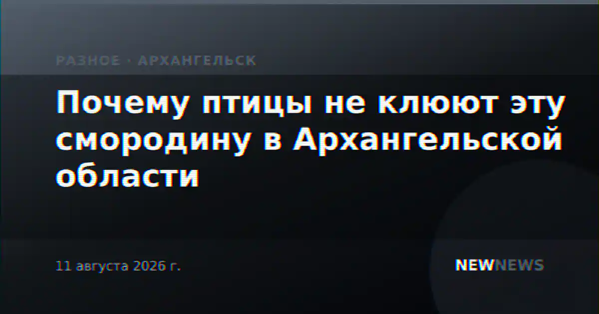 Почему птицы не клюют эту смородину в Архангельской области