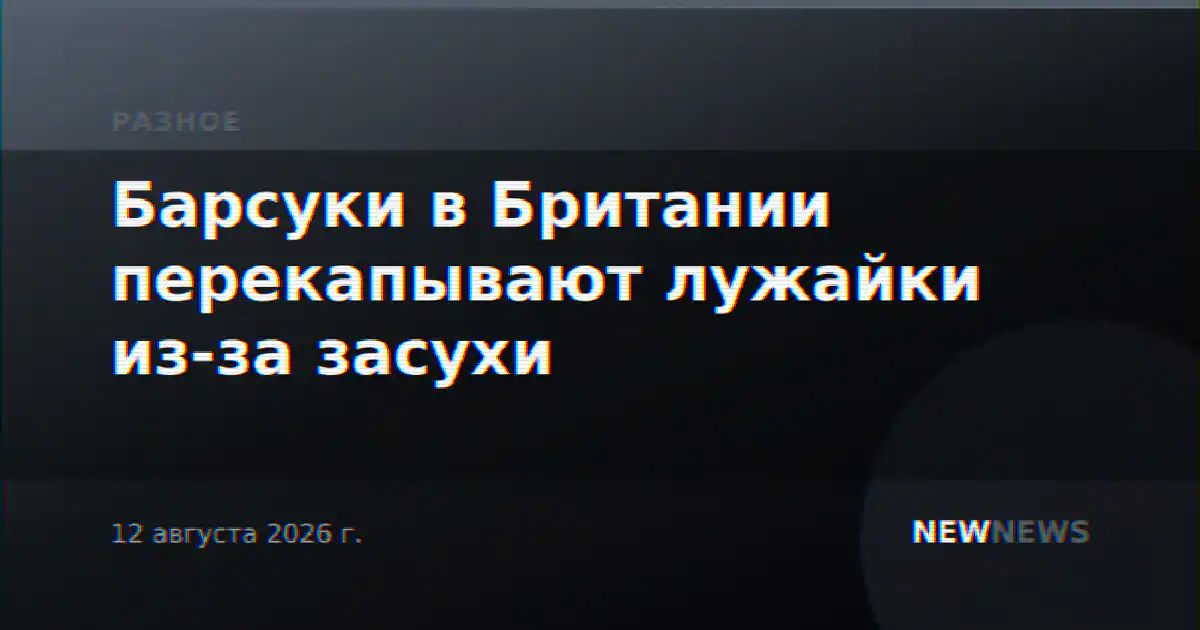 Барсуки в Британии перекапывают лужайки из-за засухи