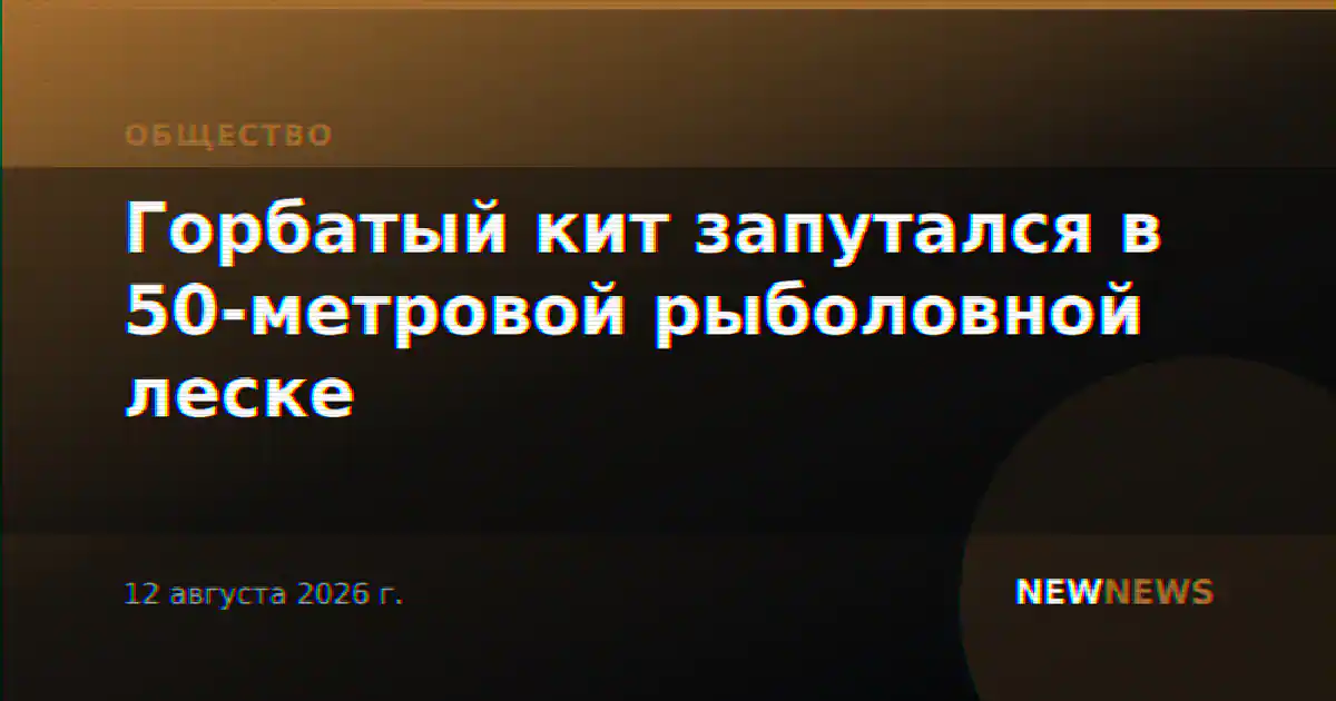 Горбатый кит запутался в 50-метровой рыболовной леске