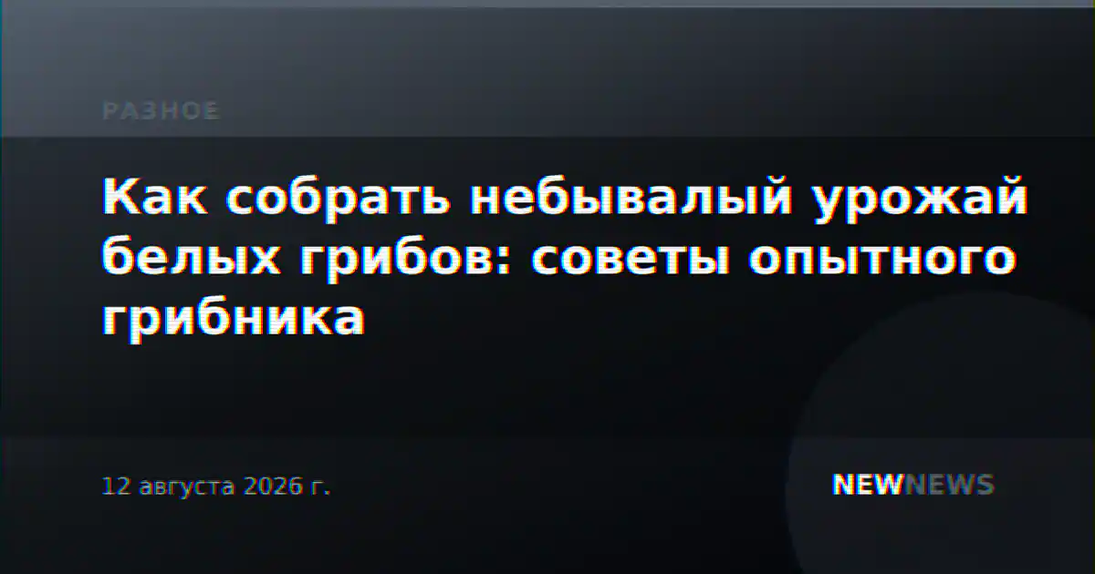 Как собрать небывалый урожай белых грибов: советы опытного грибника