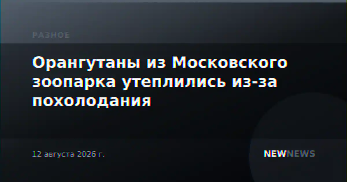 Орангутаны из Московского зоопарка утеплились из-за похолодания