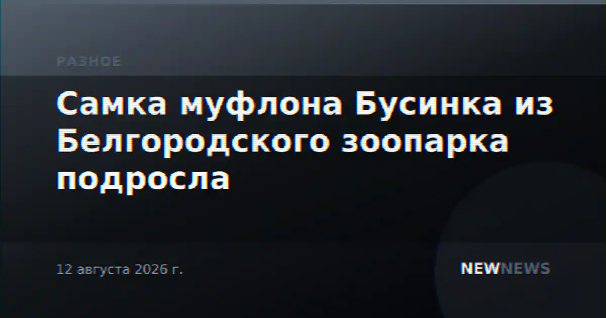 Самка муфлона Бусинка из Белгородского зоопарка подросла