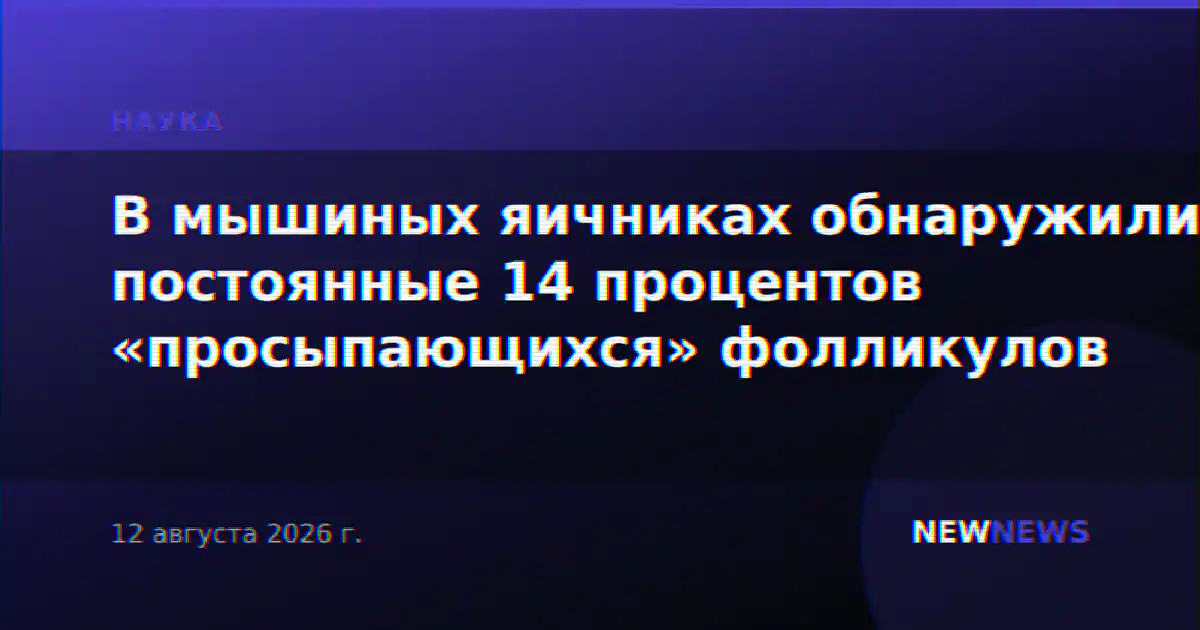 В мышиных яичниках обнаружили постоянные 14 процентов «просыпающихся» фолликулов