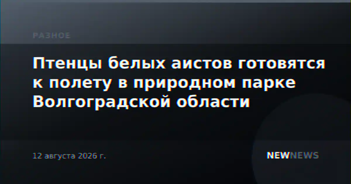 Птенцы белых аистов готовятся к полету в природном парке Волгоградской области