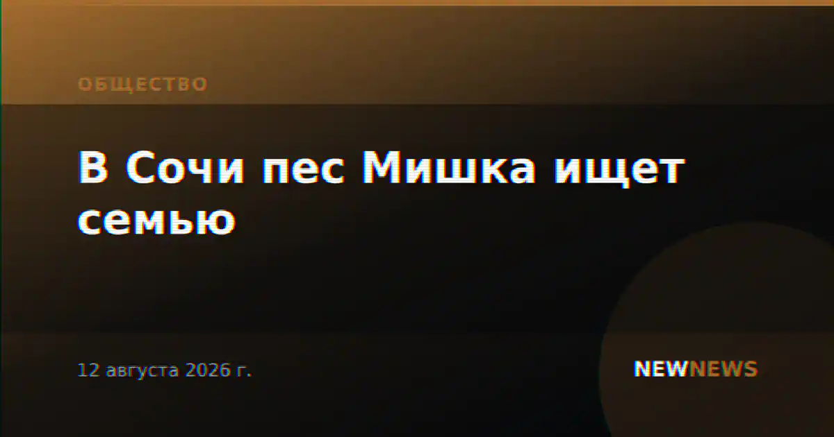 В Сочи пес Мишка ищет семью