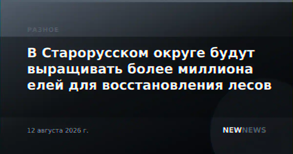 В Старорусском округе будут выращивать более миллиона елей для восстановления лесов