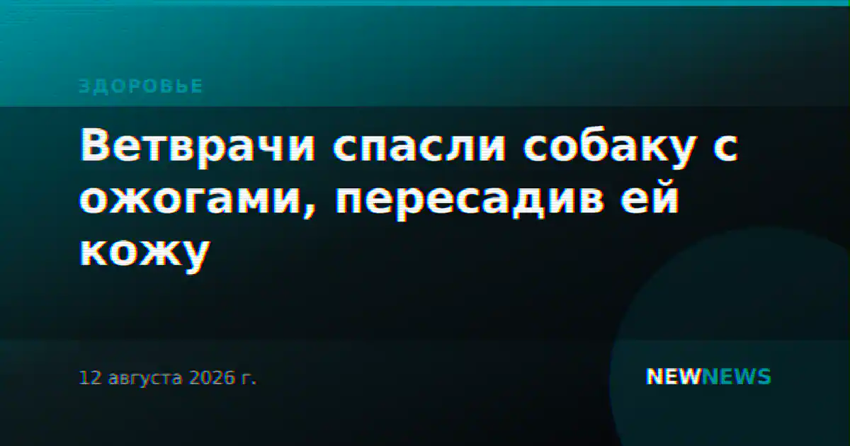 Ветврачи спасли собаку с ожогами, пересадив ей кожу