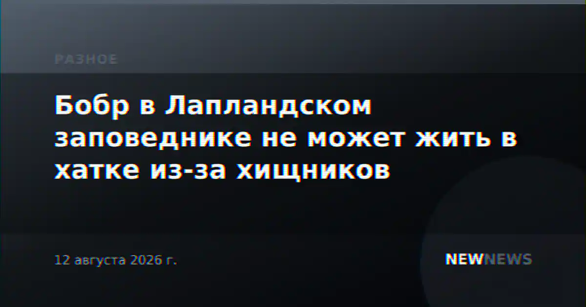 Бобр в Лапландском заповеднике не может жить в хатке из-за хищников