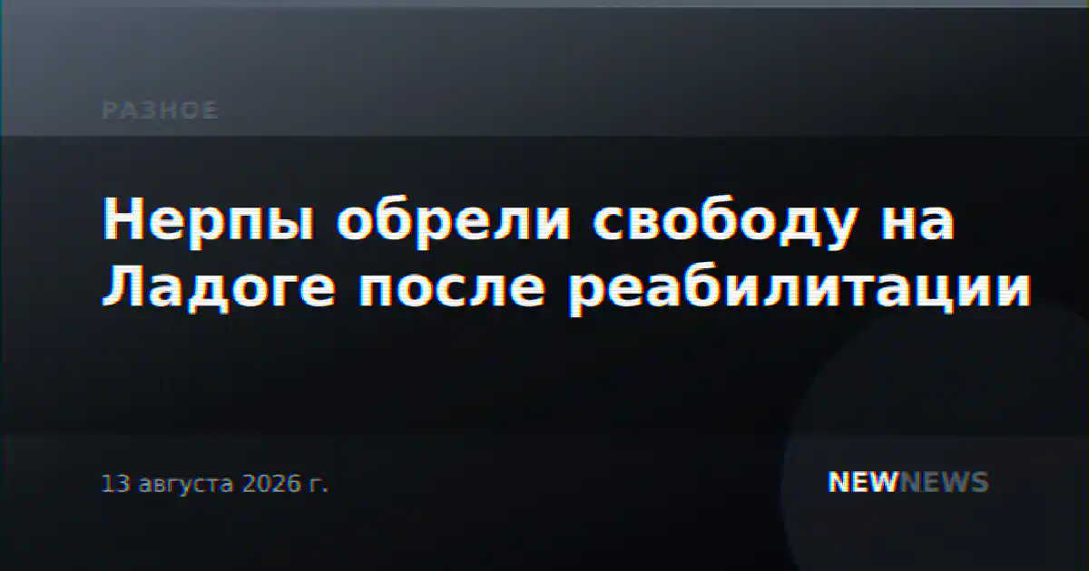 Нерпы обрели свободу на Ладоге после реабилитации