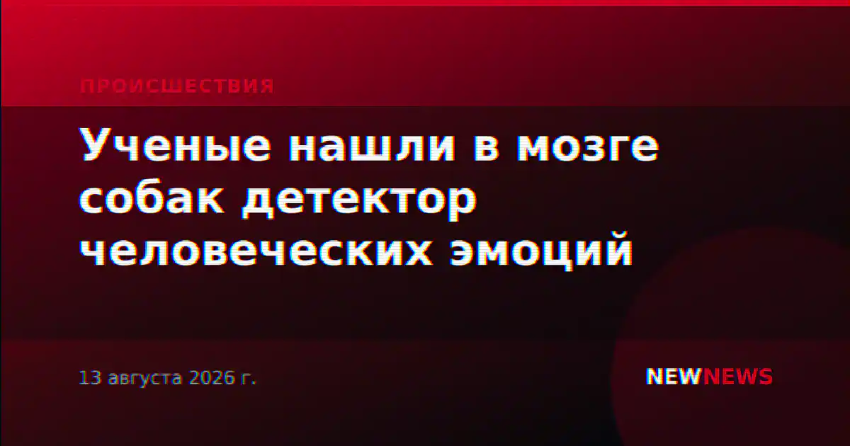 Ученые нашли в мозге собак детектор человеческих эмоций
