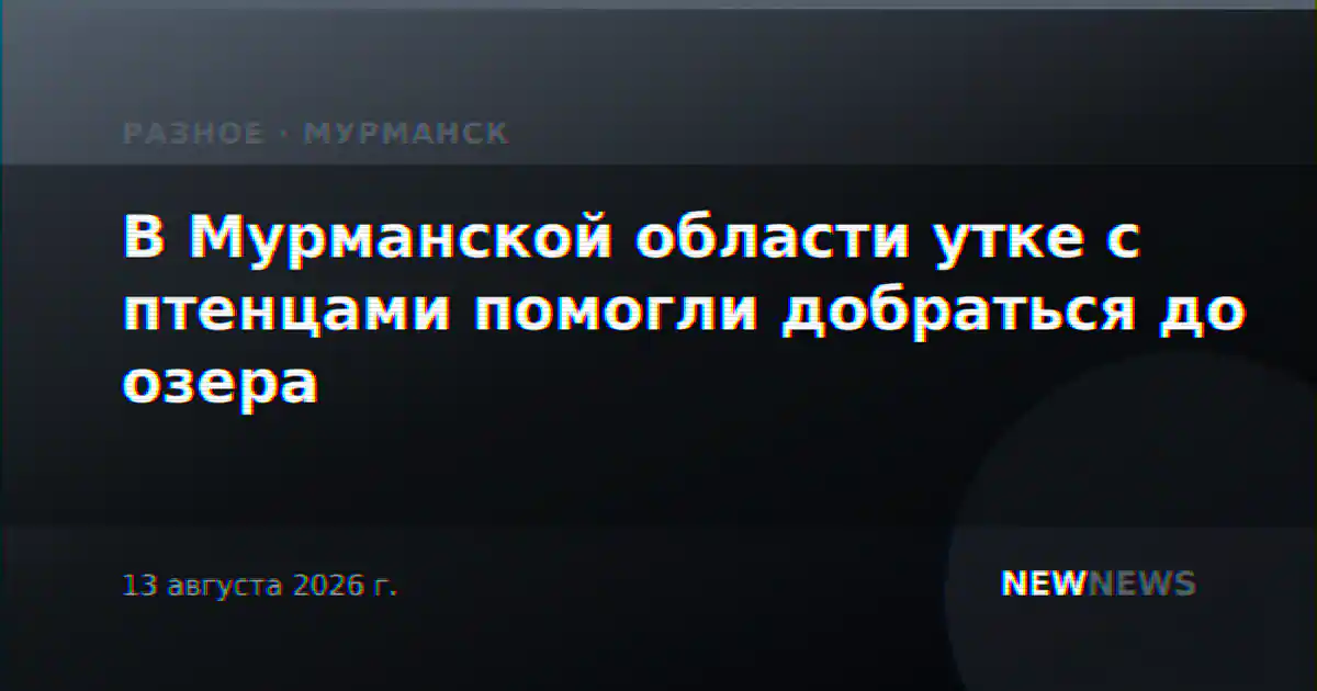 В Мурманской области утке с птенцами помогли добраться до озера