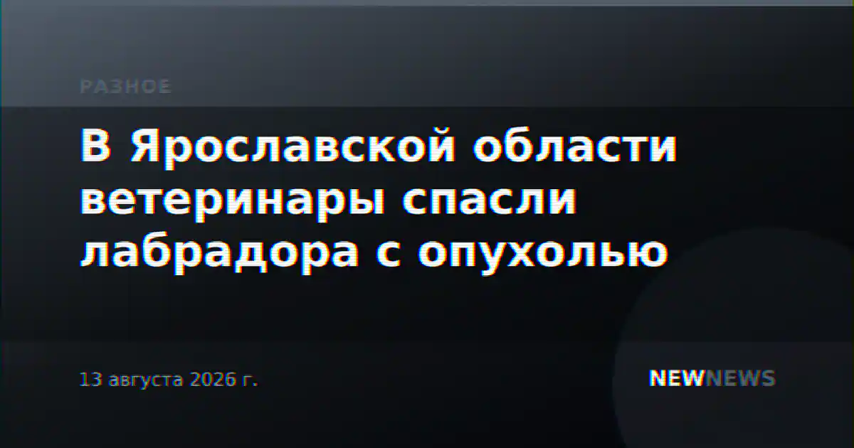 В Ярославской области ветеринары спасли лабрадора с опухолью
