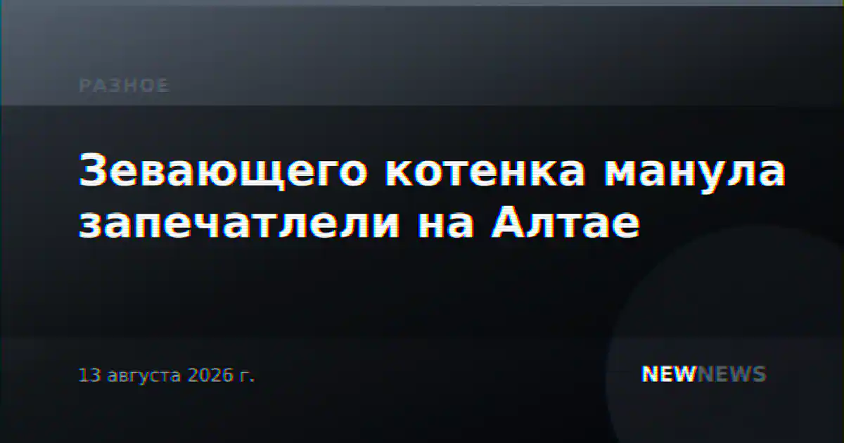 Зевающего котенка манула запечатлели на Алтае