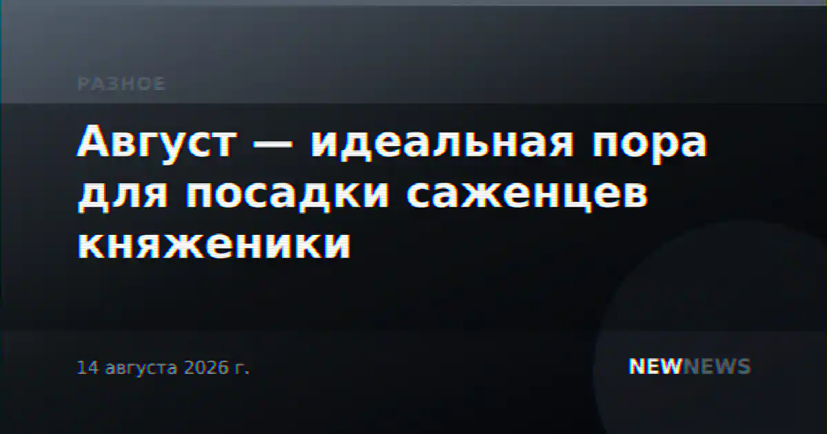 Август — идеальная пора для посадки саженцев княженики