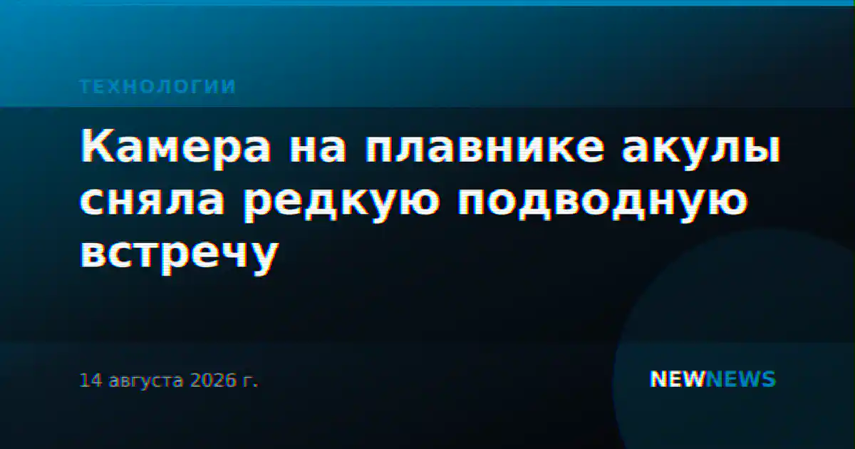 Камера на плавнике акулы сняла редкую подводную встречу