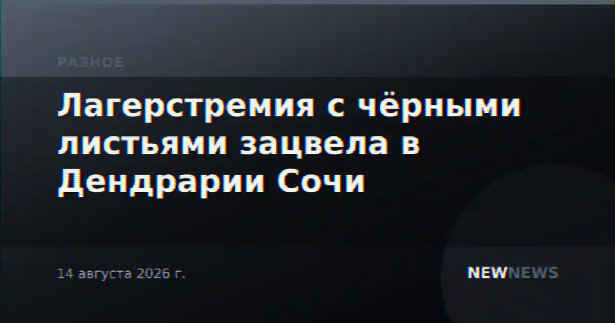 Лагерстремия с чёрными листьями зацвела в Дендрарии Сочи