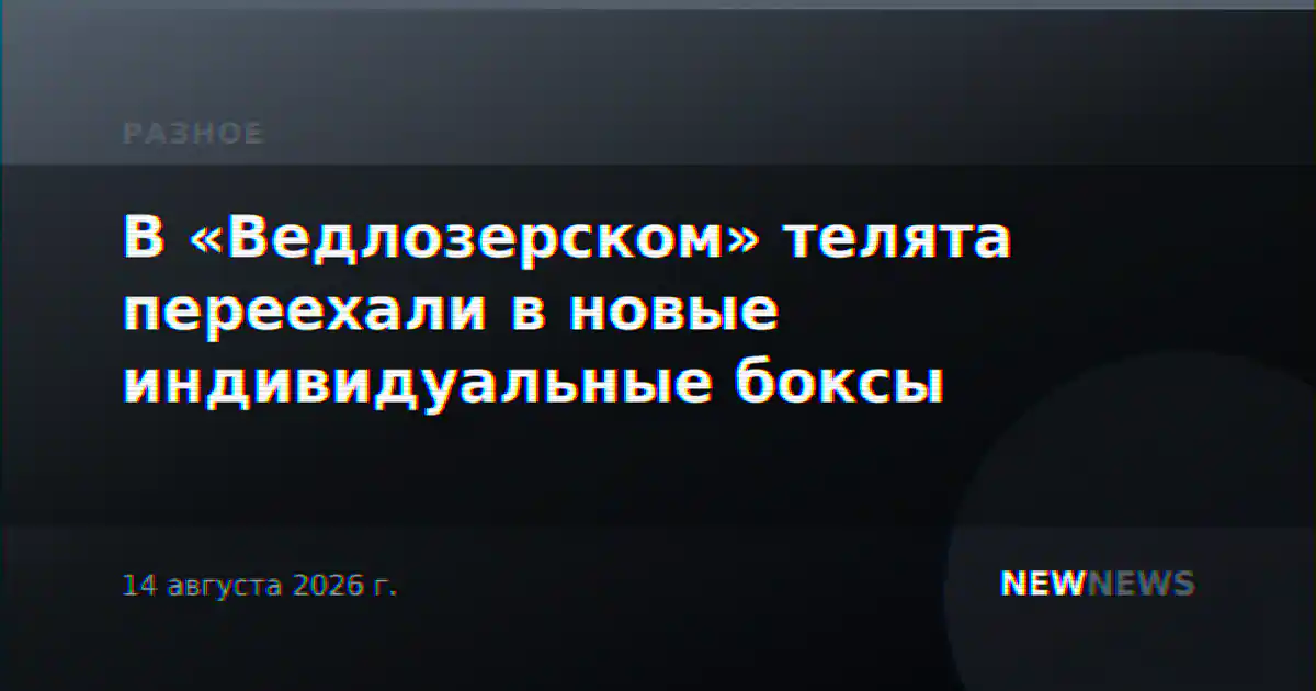 В «Ведлозерском» телята переехали в новые индивидуальные боксы