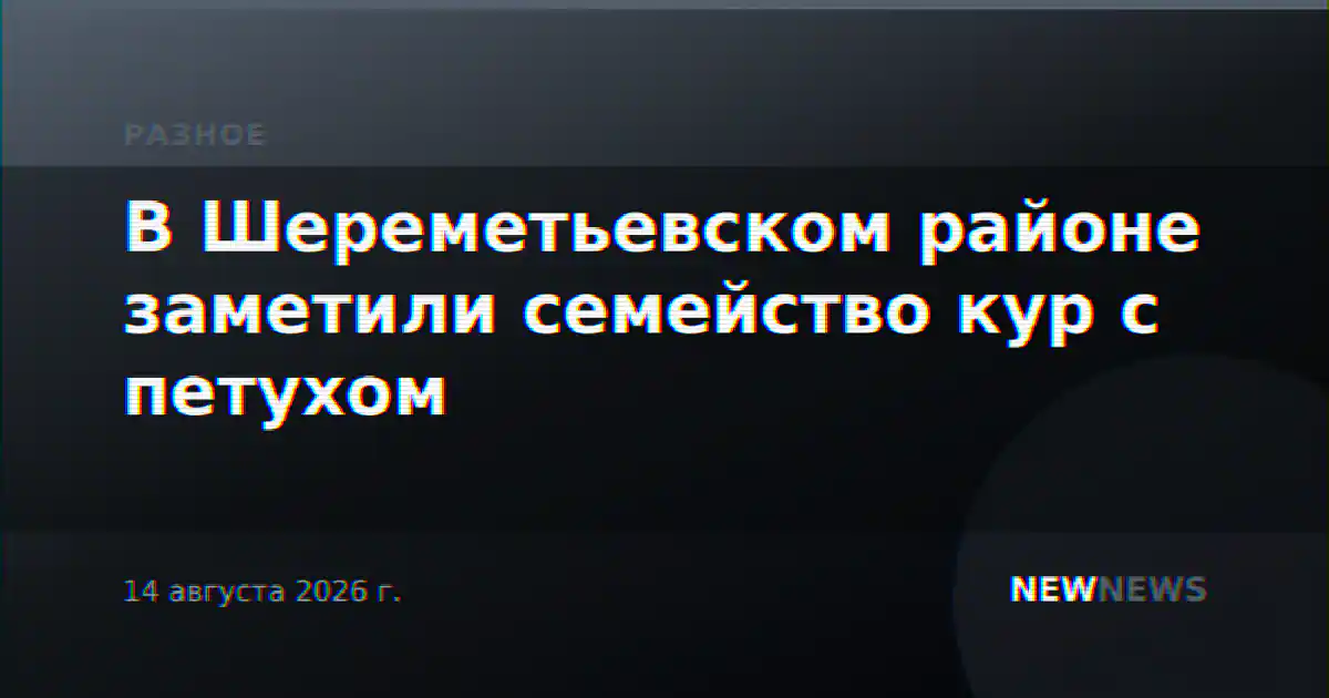 В Шереметьевском районе заметили семейство кур с петухом