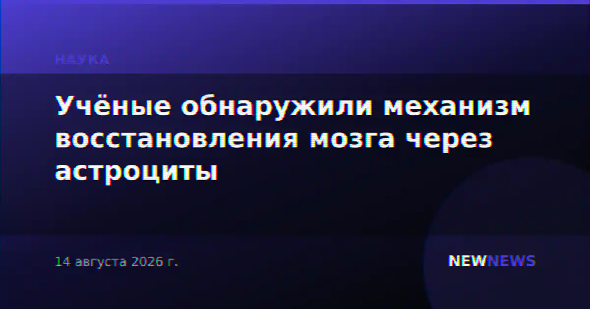 Учёные обнаружили механизм восстановления мозга через астроциты