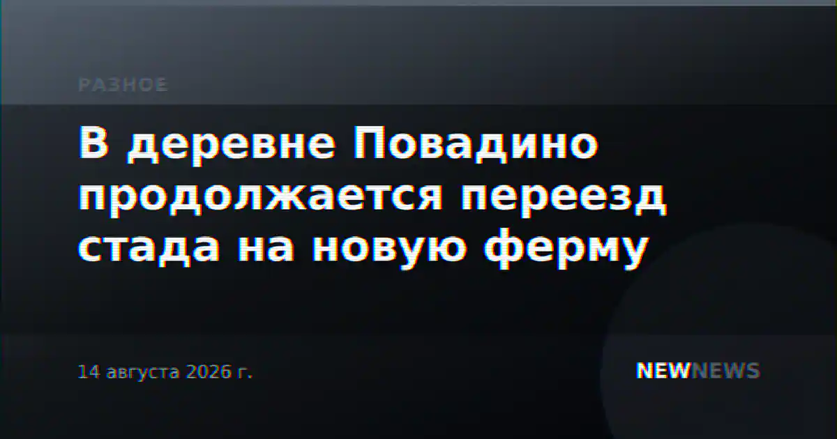 В деревне Повадино продолжается переезд стада на новую ферму