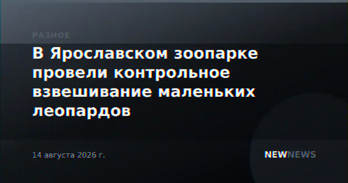 В Ярославском зоопарке провели контрольное взвешивание маленьких леопардов