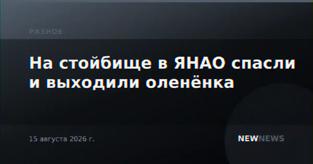 На стойбище в ЯНАО спасли и выходили оленёнка