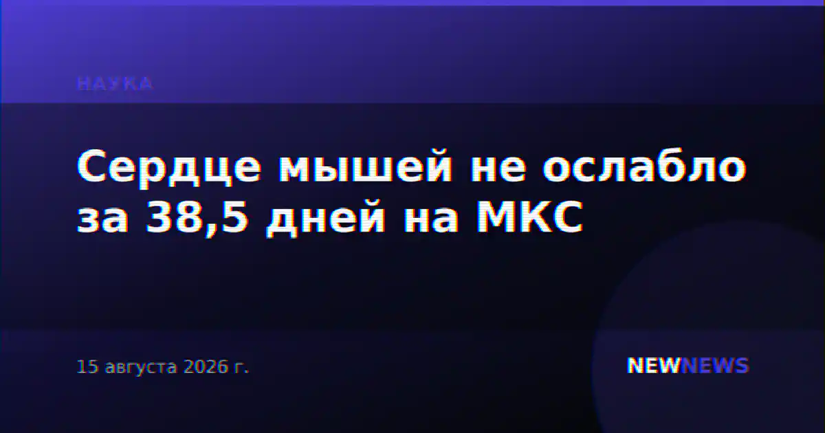 Сердце мышей не ослабло за 38,5 дней на МКС