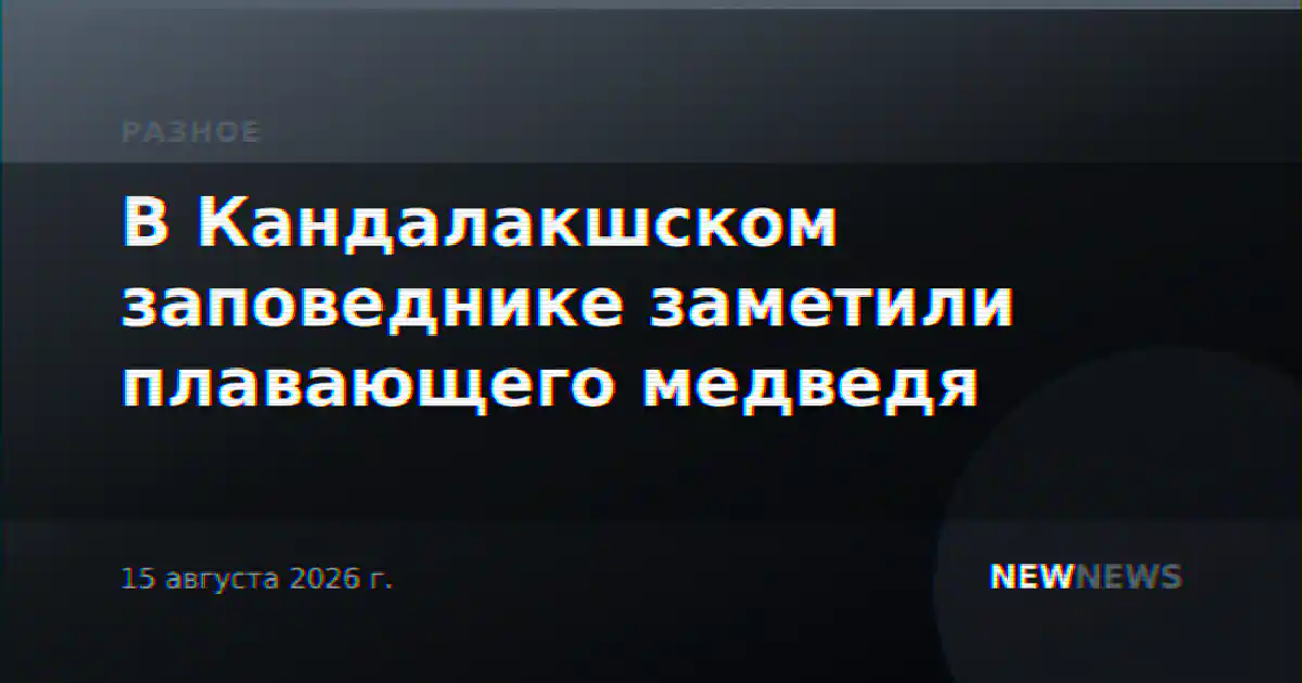 В Кандалакшском заповеднике заметили плавающего медведя