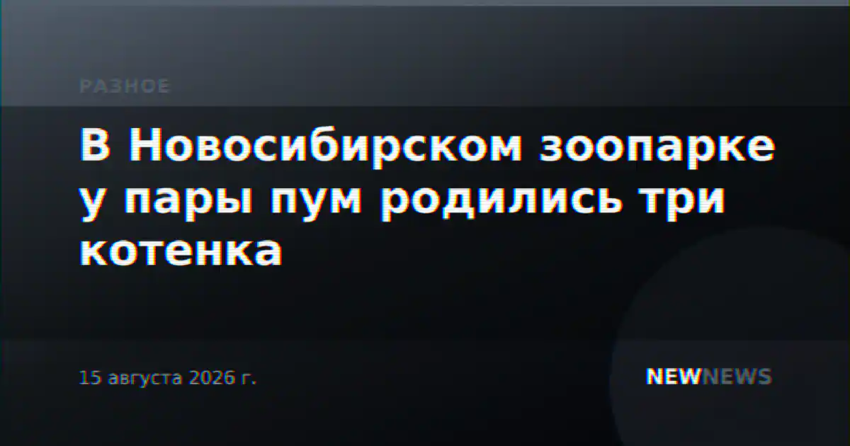 В Новосибирском зоопарке у пары пум родились три котенка