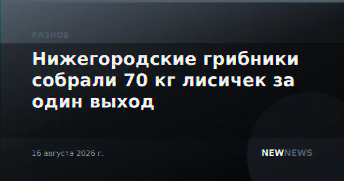 Нижегородские грибники собрали 70 кг лисичек за один выход