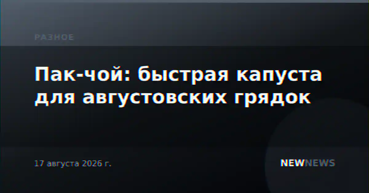 Пак-чой: быстрая капуста для августовских грядок