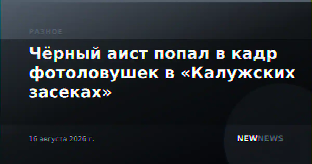 Чёрный аист попал в кадр фотоловушек в «Калужских засеках»