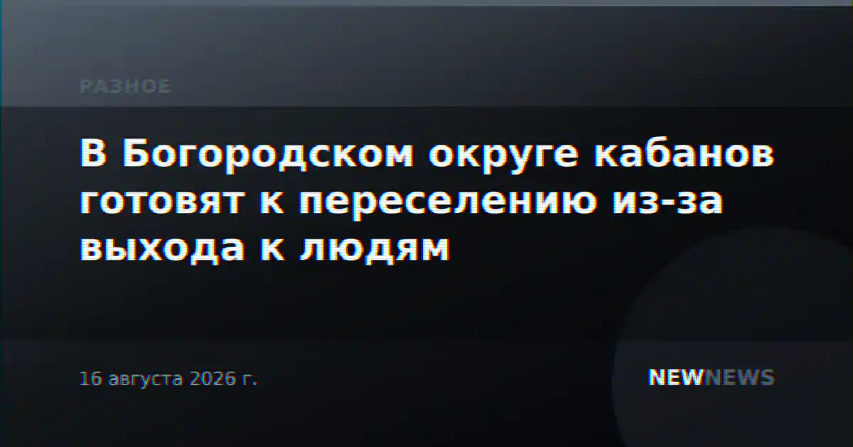 В Богородском округе кабанов готовят к переселению из-за выхода к людям