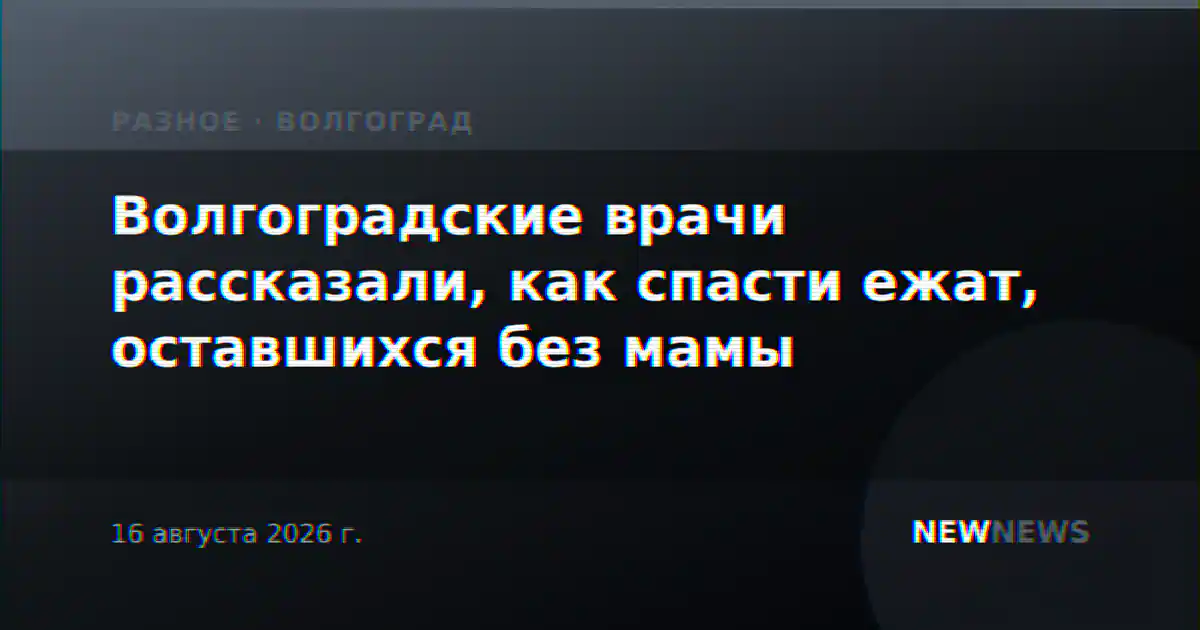 Волгоградские врачи рассказали, как спасти ежат, оставшихся без мамы