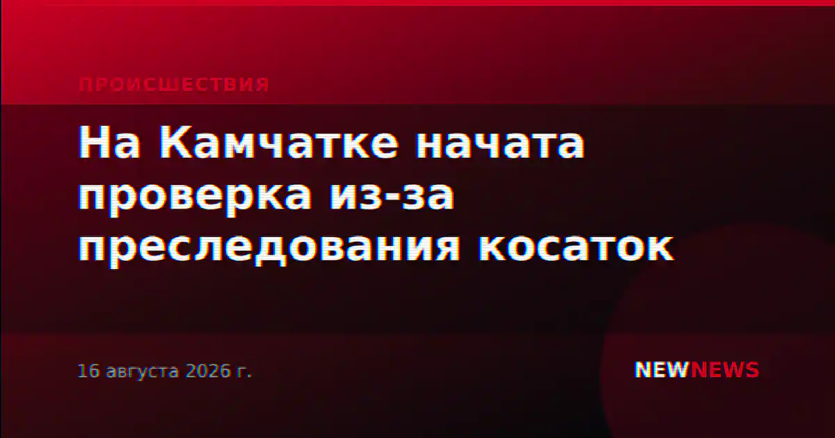 На Камчатке начата проверка из-за преследования косаток
