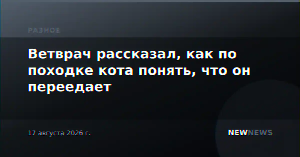Ветврач рассказал, как по походке кота понять, что он переедает