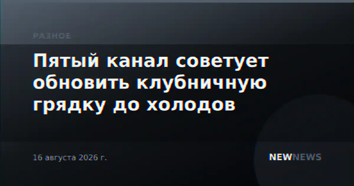 Пятый канал советует обновить клубничную грядку до холодов