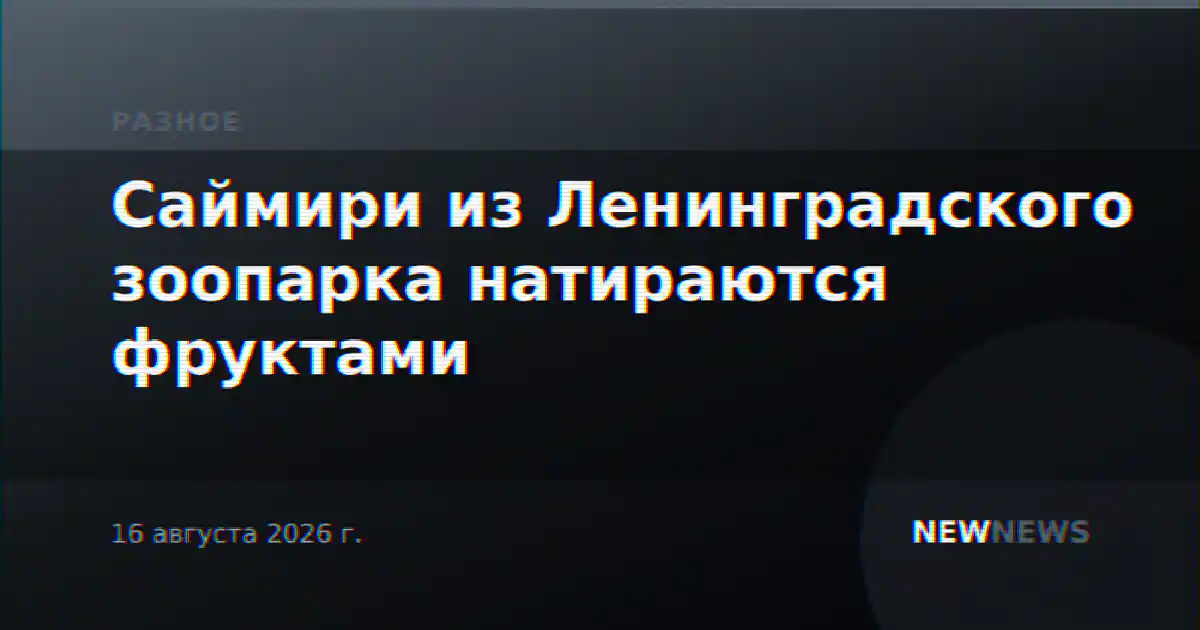 Саймири из Ленинградского зоопарка натираются фруктами