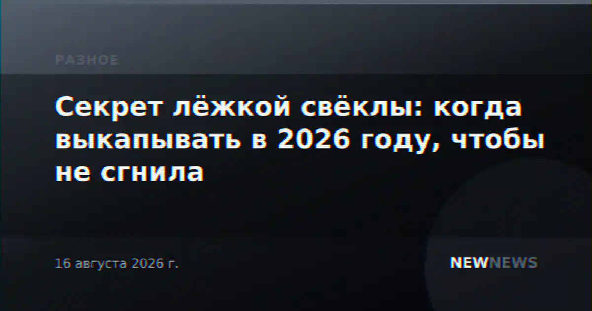 Секрет лёжкой свёклы: когда выкапывать в 2026 году, чтобы не сгнила