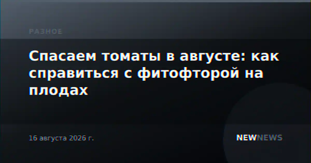 Спасаем томаты в августе: как справиться с фитофторой на плодах