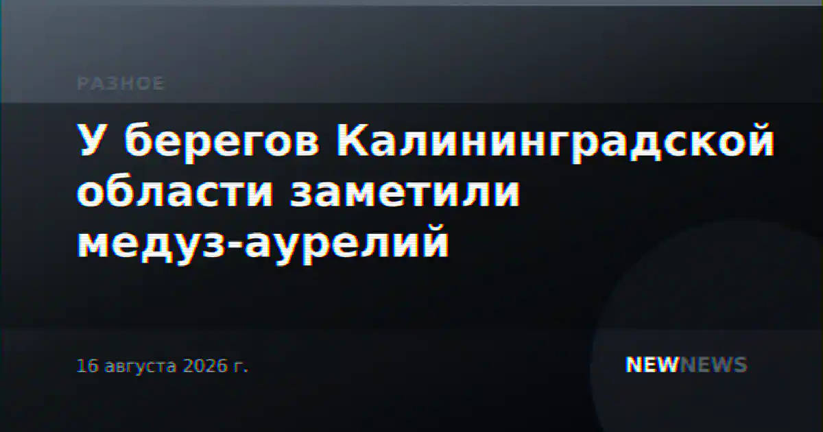 У берегов Калининградской области заметили медуз-аурелий