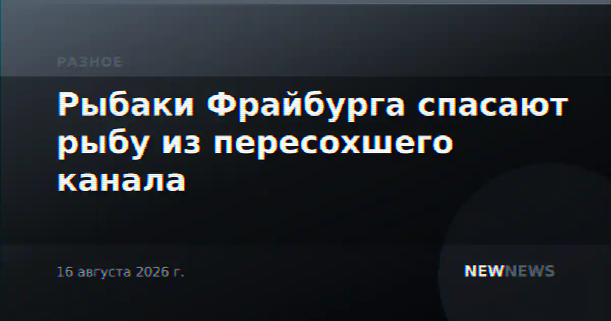 Рыбаки Фрайбурга спасают рыбу из пересохшего канала