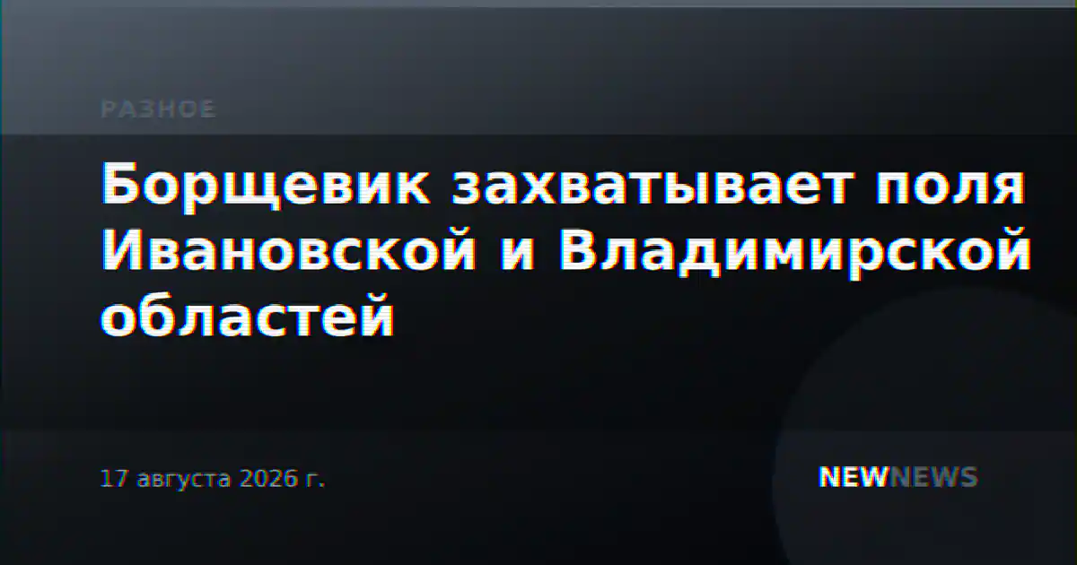 Борщевик захватывает поля Ивановской и Владимирской областей