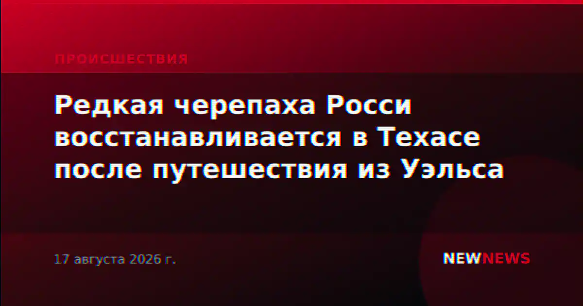 Редкая черепаха Росси восстанавливается в Техасе после путешествия из Уэльса