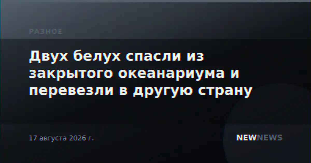Двух белух спасли из закрытого океанариума и перевезли в другую страну