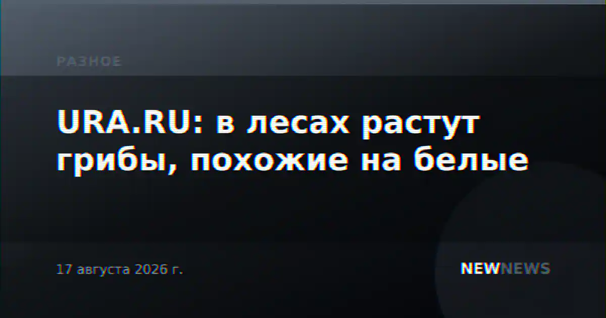 URA.RU: в лесах растут грибы, похожие на белые