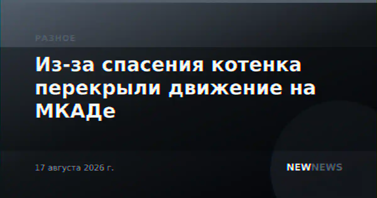 Из-за спасения котенка перекрыли движение на МКАДе