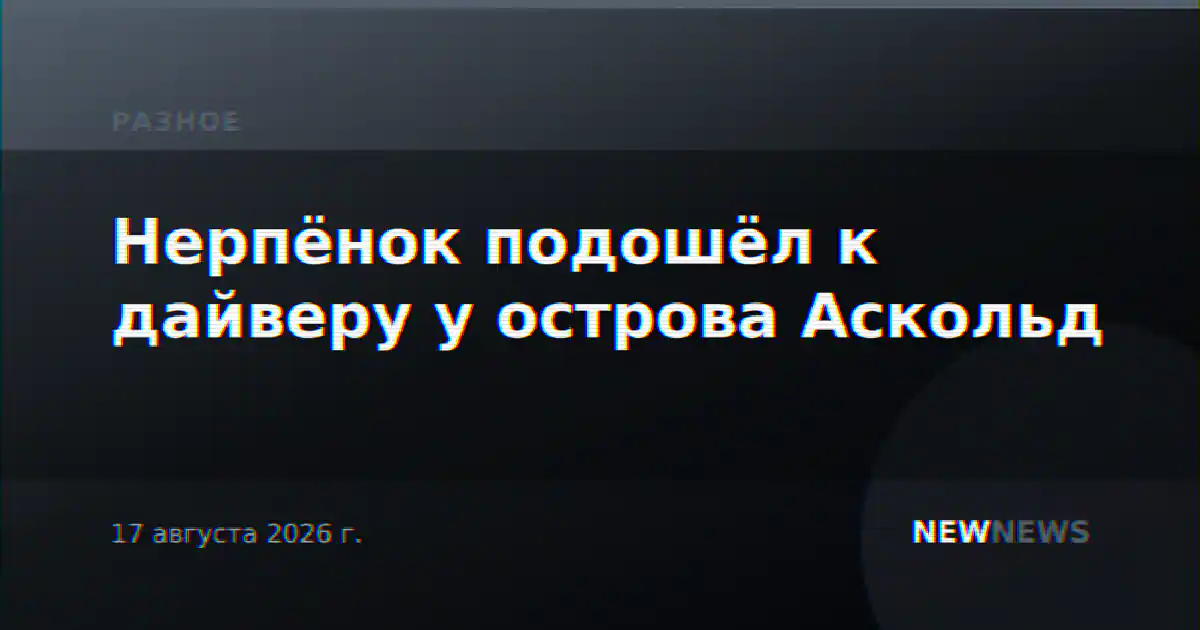 Нерпёнок подошёл к дайверу у острова Аскольд