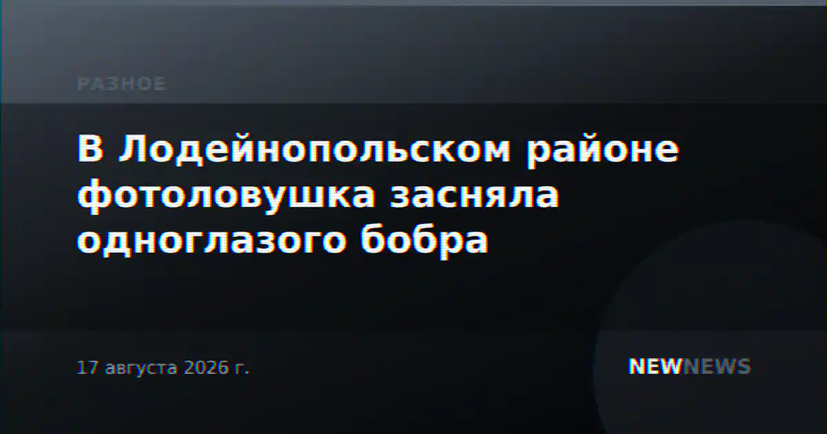 В Лодейнопольском районе фотоловушка засняла одноглазого бобра