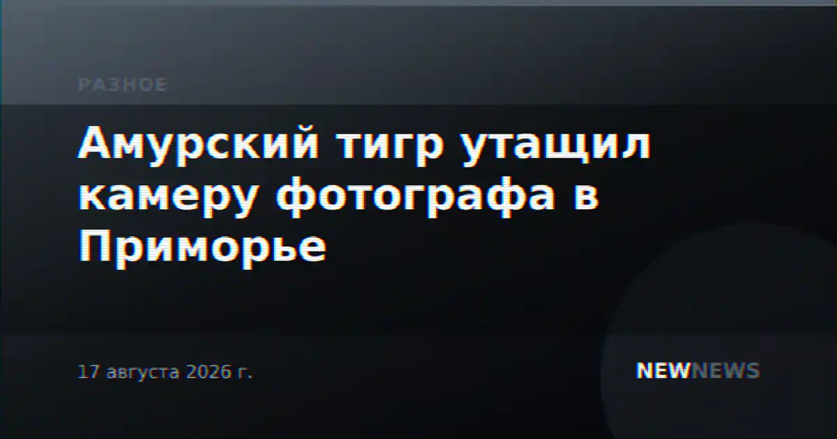 Амурский тигр утащил камеру фотографа в Приморье
